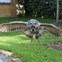 Millets Farm Centre Falconry Owl Flying